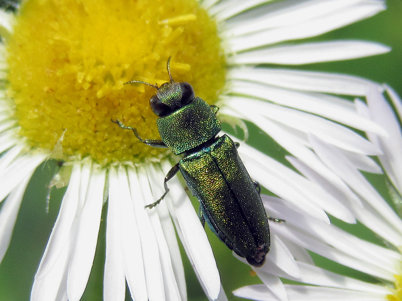 Buprestidae: Anthaxia millefolii polychloros